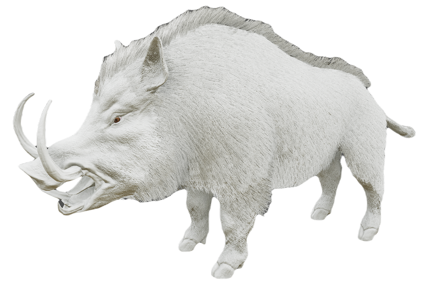 Wild Boar male fur 8