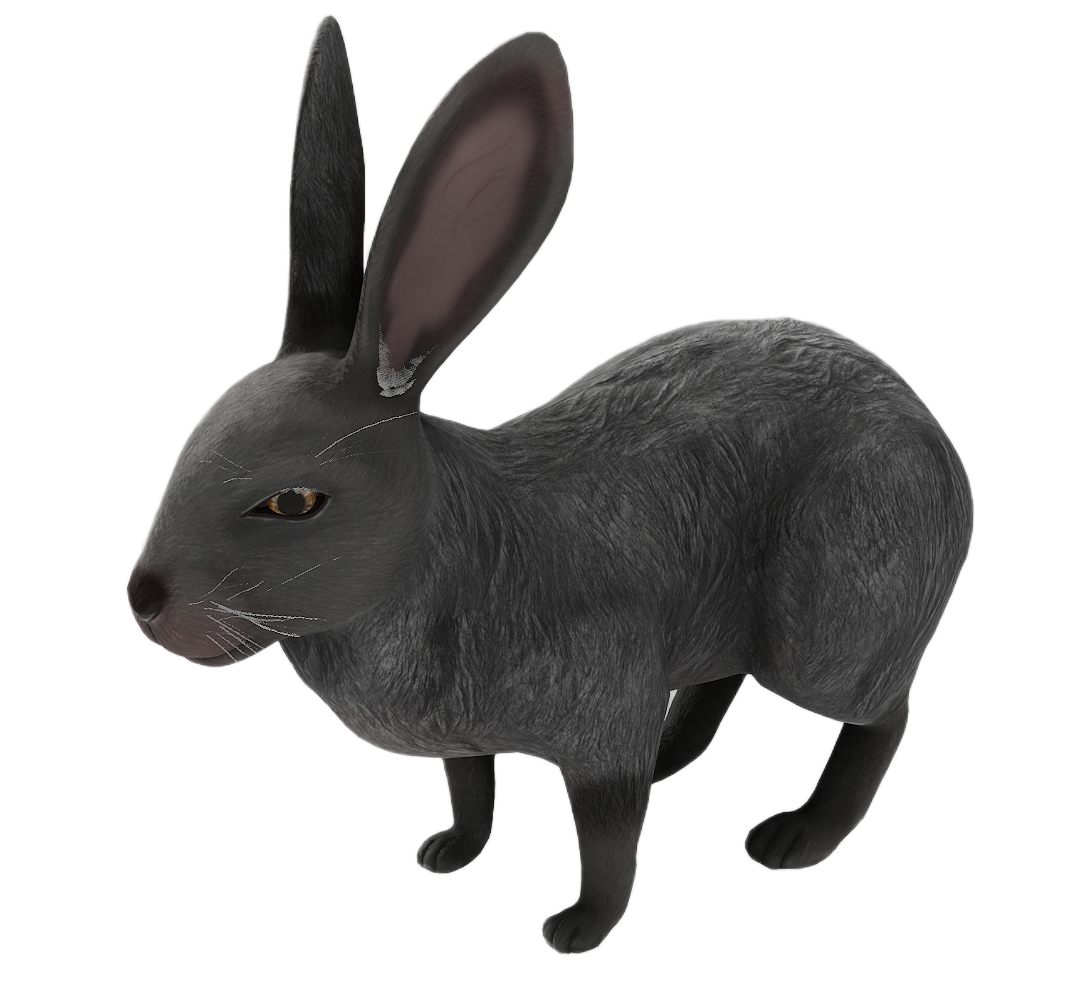 Wild Rabbit