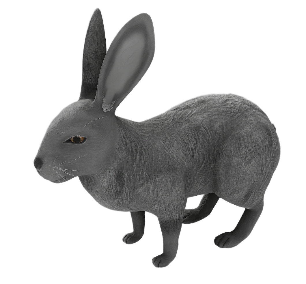 Wild Rabbit male fur 1