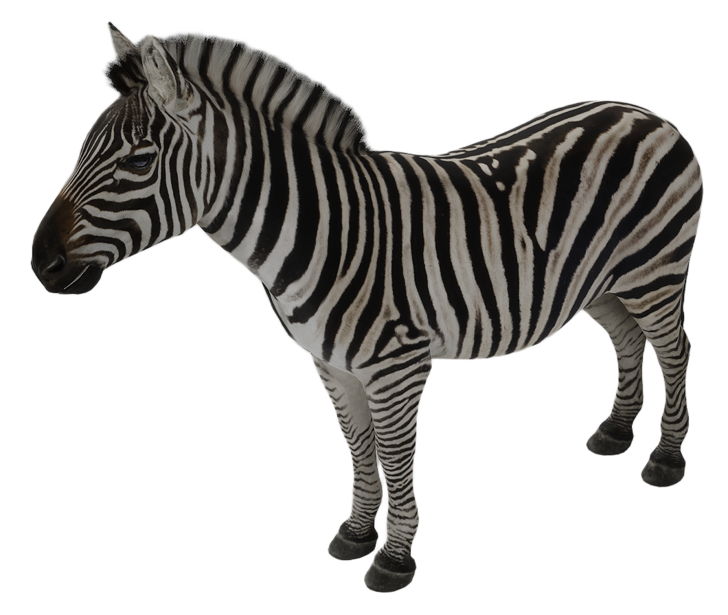 Zebra