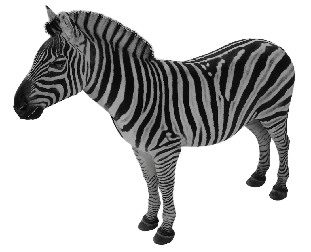 Zebra male fur 1