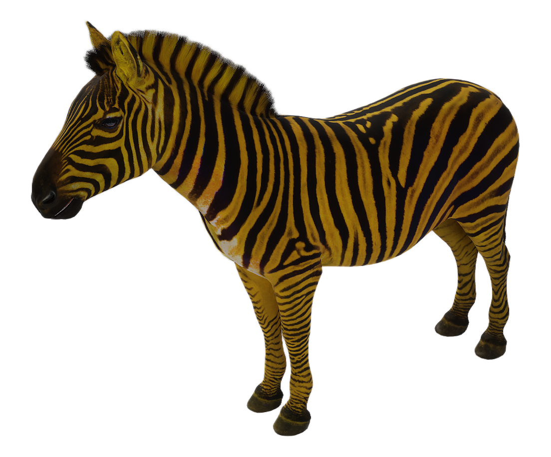 Zebra male fur 3