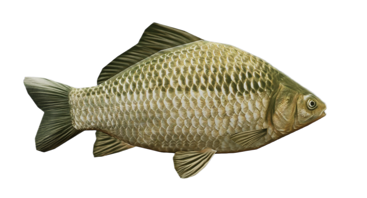 Carp