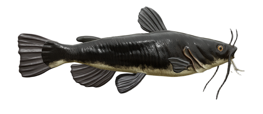 Catfish