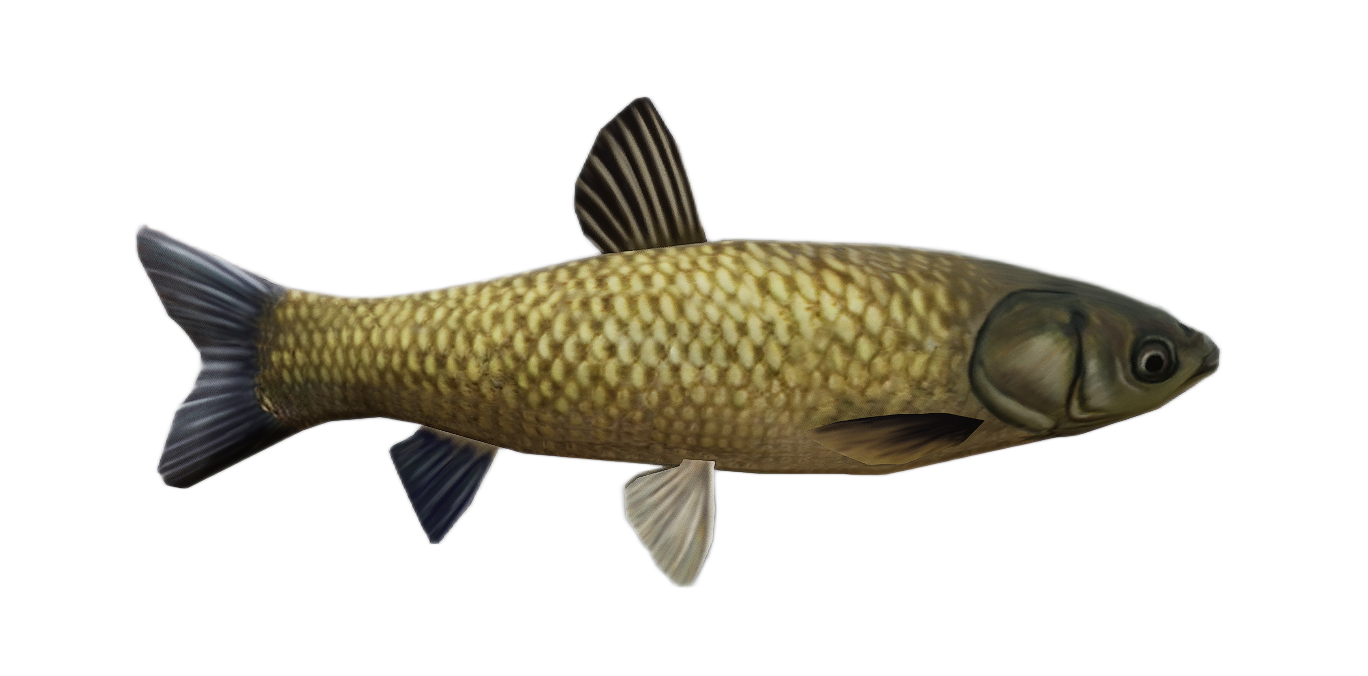 Grass Carp