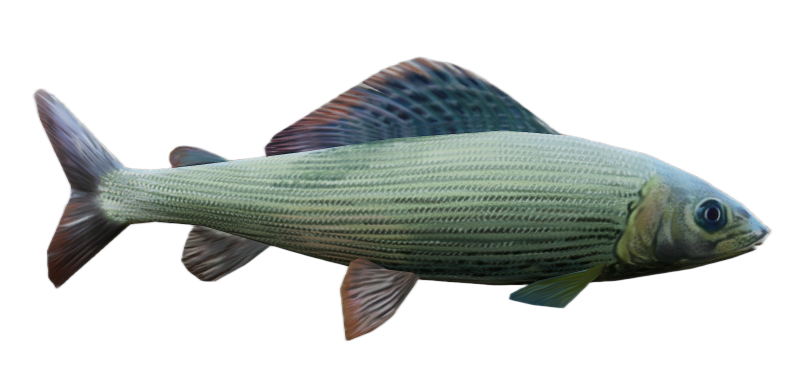 Grayling
