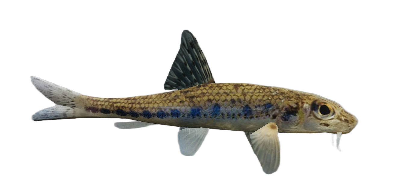 Gudgeon