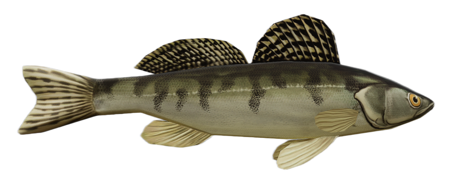 Volga Zander