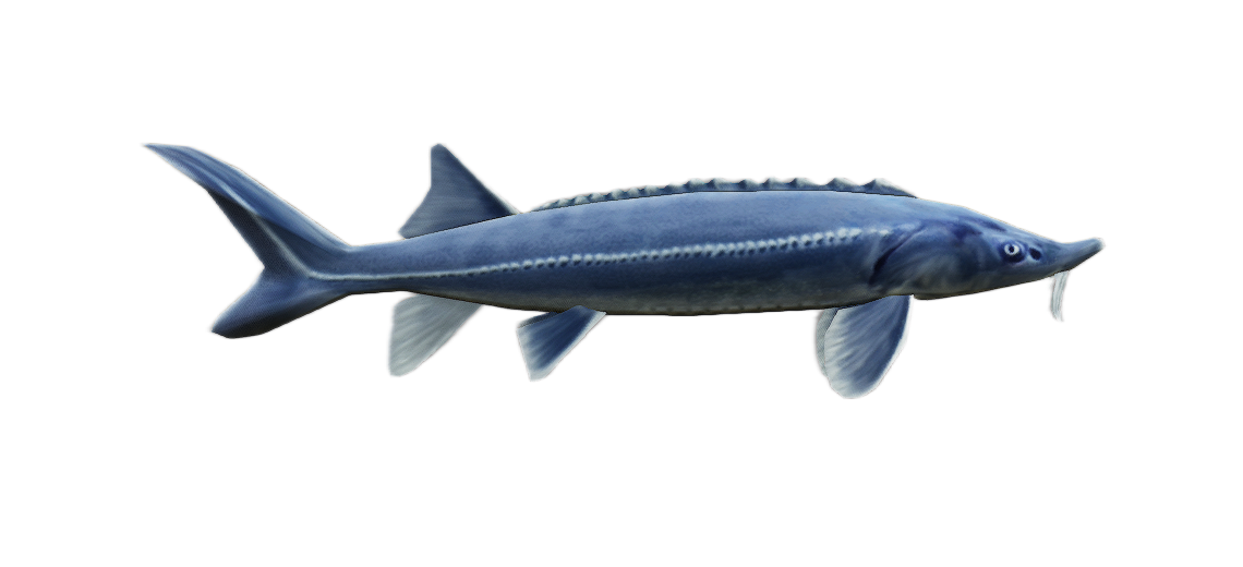 Sturgeon