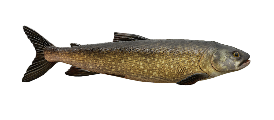 Trout
