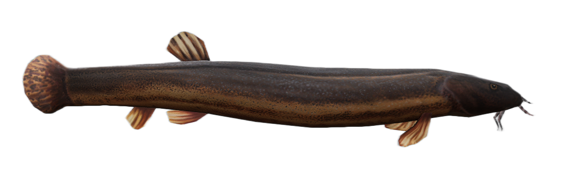 Weatherfish