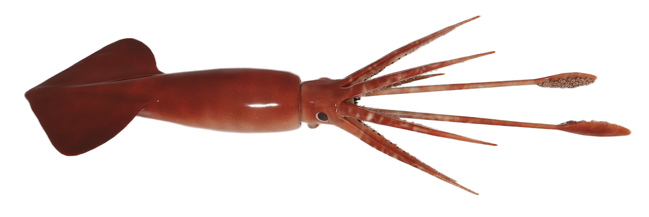 Arrow Squid