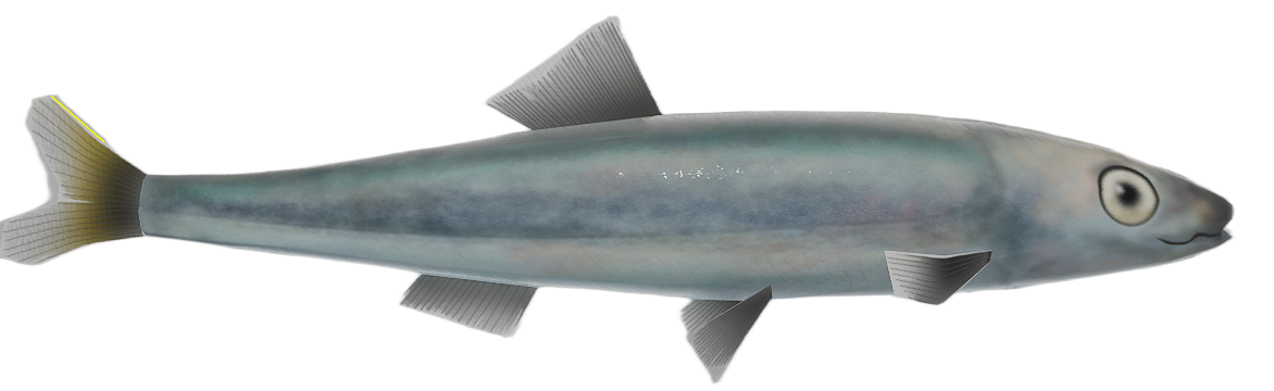 Atlantic Herring