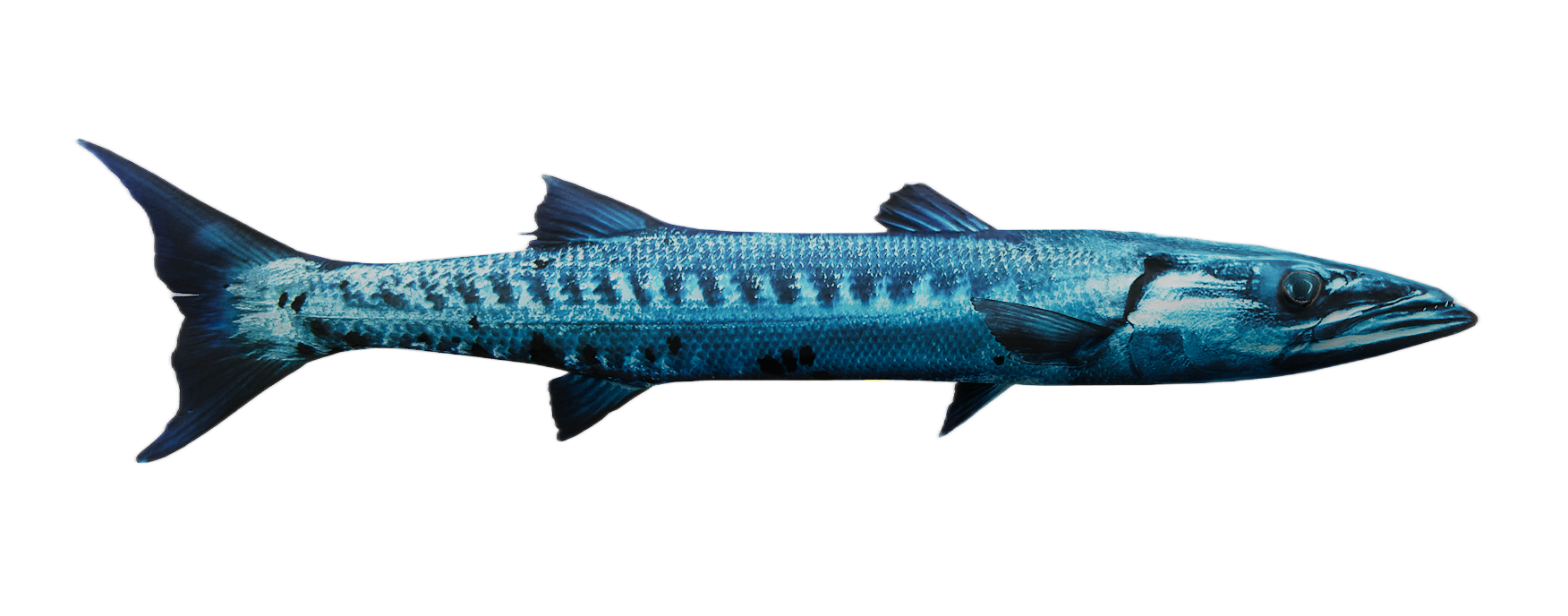 Barracuda