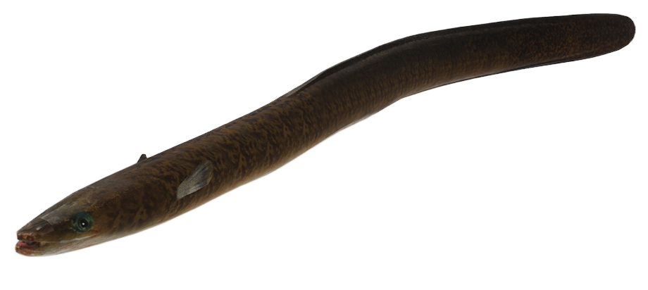 Eel