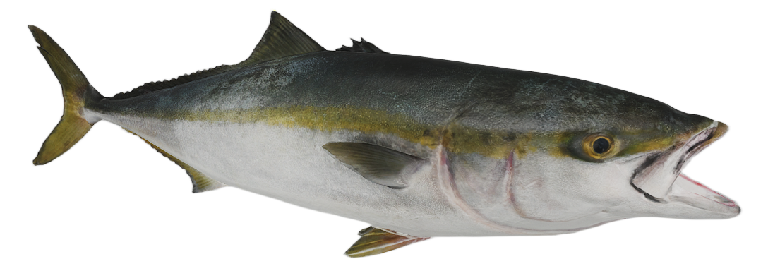 Greater Amberjack