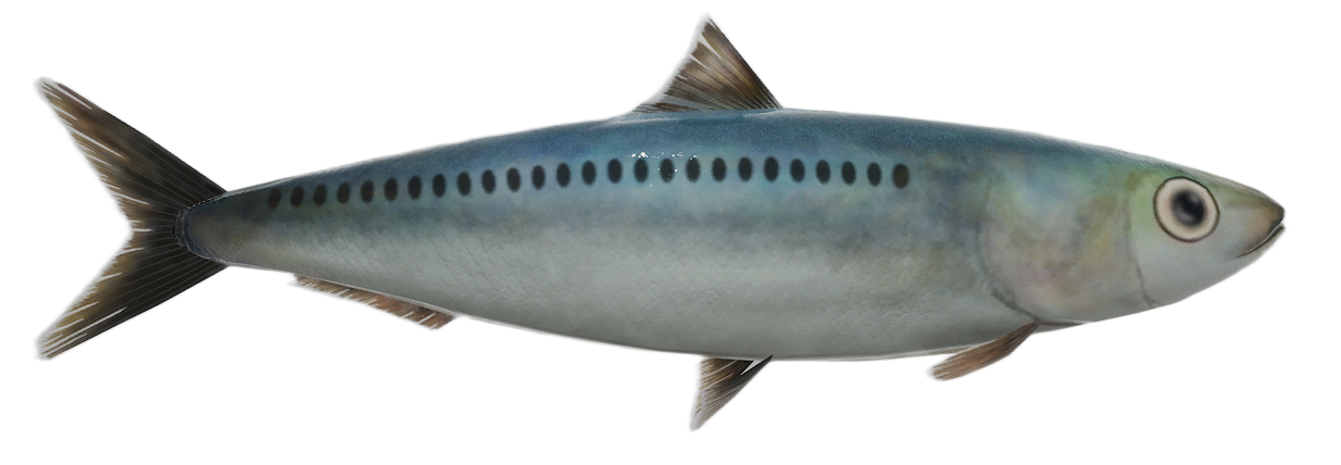 Pilchard