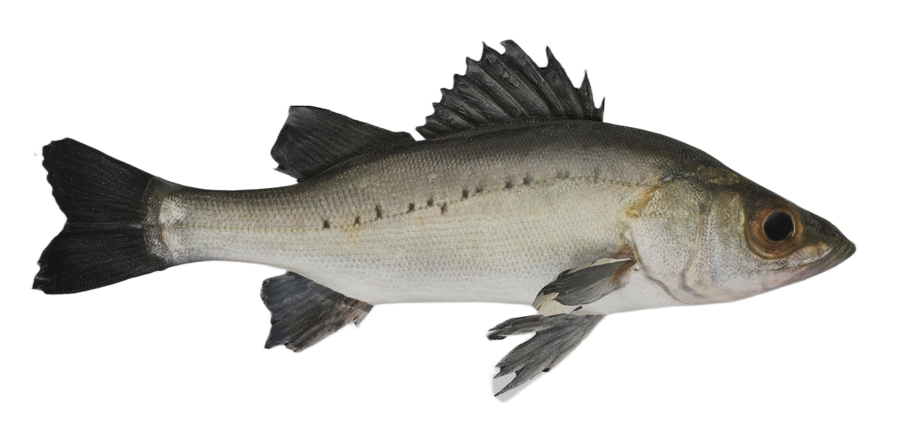 Sea Bass