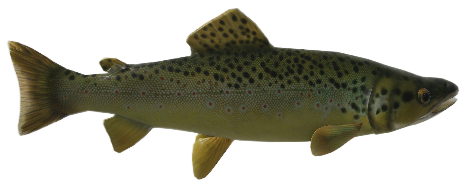 Sea Trout