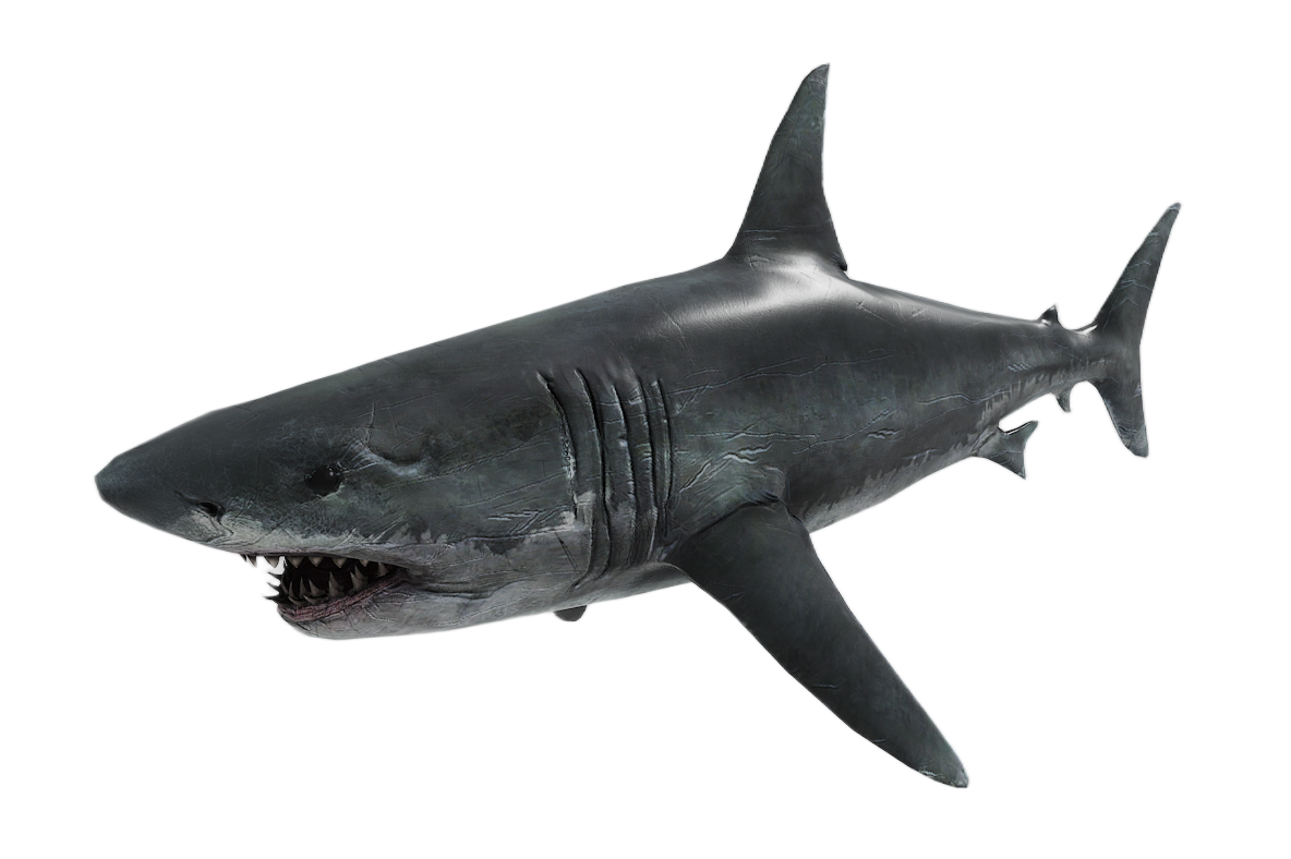 Shark