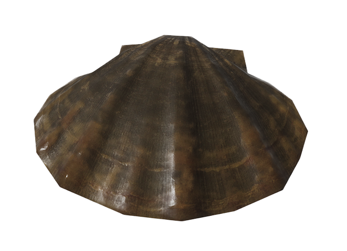 Spanish Abalone