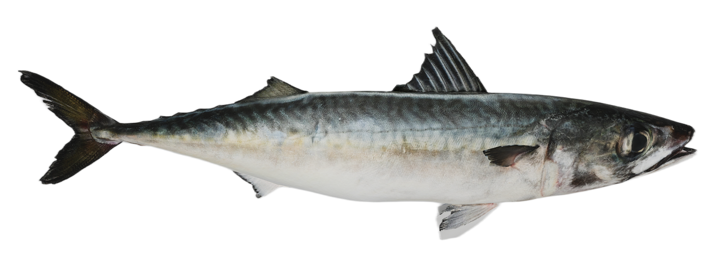 Spanish Mackerel