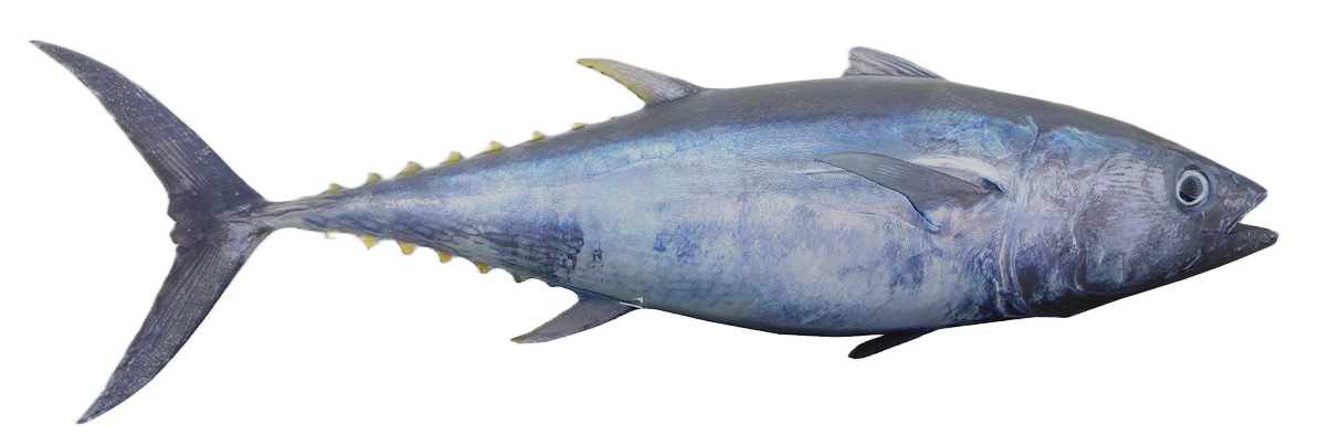Tuna